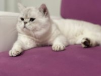 British shorthair silver point erkek kedime dişi arıyorum