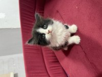 British Longhair Bicolor Sevimli Yavrular