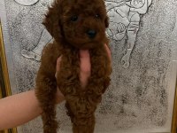 Toy poodle bebekler orijinal