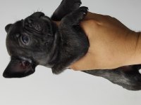 Kan hattı muhteşem french bulldog yavrumuz