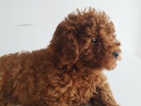 Safkan Red Brown Toy Ve Kore Dişi Poodle Yavrular