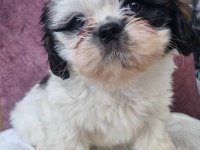 Shih tzu bebeklerimiz yeni yuvasına gitmeye hazırdır