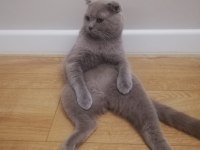 Yetişkin erkek british shorthair