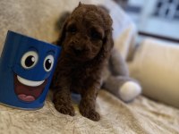 Saf kan toy poodle yavrumuz