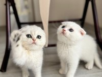 Kendi kedimizin yavruları