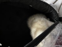 2 aylık erkek A kalite scottish fold