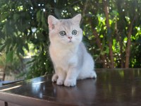 Safkan secereli blue golden erkek yavru