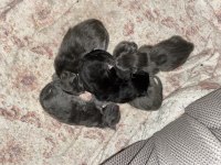 FULL ŞECERELİ DEV BLUE ERKEK KEDİLER