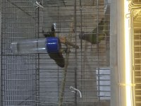 Greenchek konur papağanı
