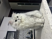 Şecereli british longhair erkek kedimize eş arıyoruz