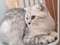 Scottish Fold Silver Erkek