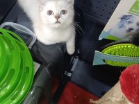 Scottish Fold ve British yavrularımız
