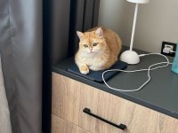 Golden British Shorthair 3 Yaşında Kısır