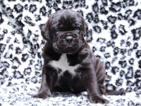 Fcı-Kıf Secereli Safkan Cane Corso Yavru