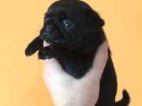 Dişi pug