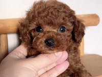 Kore Kan Toy Poodle