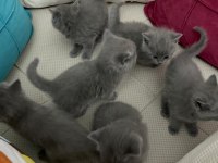 2 aylık gri british shorthair yavrularımız