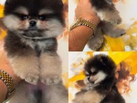 A kalite pomeranian boo köpeğimiz