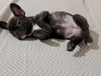 Mart 1 doğumlu french bulldog