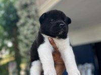 American dev akita aslanlar