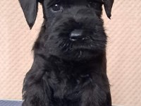 Anne altından rezerve schnauzer bebekler