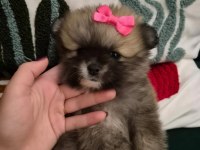 Belgeli aşılı pomeranian yavruları