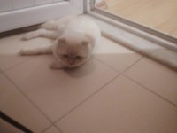 Çok şehir dışında olduğum için british shorthair