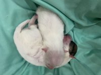 40 günlük bebek köpeklerimize yuva arıyoruz