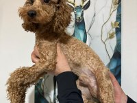 A kalite toy poodle