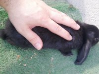 2,5 Aylık Lop Yavru Tavşan