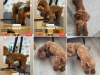 Teacup kuyruksuz poodle eşleşme için