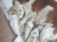 Anne Baba Cavalier King Charles Safkan Yavrularımız