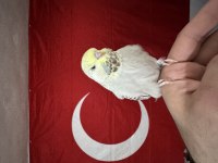 Jumbo muhabbet kuşu bebek