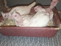 Albino takım sultan papağanı erkeği konuşur