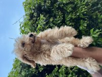 Toy poodle bebekler