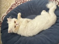 1 buçuk yaşında Persian cins
