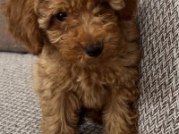 3.5 Aylık Poodle (Yalnızca Bursa İçi)