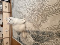 Orjinal btitish shorthair