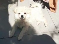Beyaz dişi 4 aylık yavru spitz