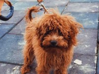 2 Kg Toy Poodle Büyümeyecek