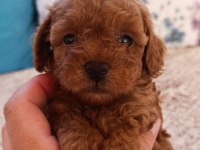 Toy poodle bebekler ev üretimi safkan Kore kan Çorlu