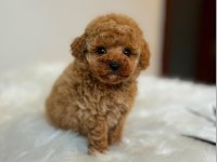 Birbirinden Güzel TOY POODLE bebeklerimiz