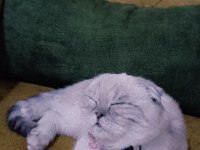 1 yaşındaki dişi scottish fold kedimizi sahiplendiriyoruz