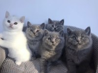 Brıtısh Shorthair Gri Yavrularım