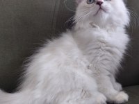 British longhair 3.5 aylık erkek