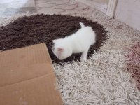 British shorthair yavrularımız rezerveye uygundur