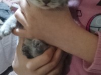 Tatlı british shorthair bebekler sahiplerini bekliyor
