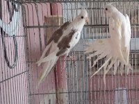 Kaliteli Yavru Sevmelik Veya Yetişkin Sultan Papağanları