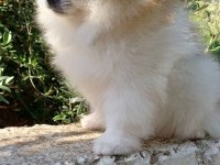 Pomeranian boo dişi tea cup