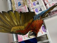 8 aylık hibrit Macaw papağanımız